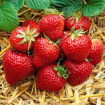 Cluster of strawberries on bed of wood background and leaves.