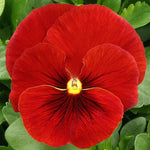 Trailing Pansy Freefall XL Scarlet Blotch - 12 Pack image2
