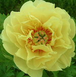 Tree Peony - Yellow image1