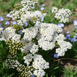 Achillea White Beauty Bare Root