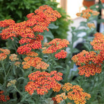 Achillea Walther Funcke