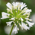 AGAPPLRICE-agapanthus polar ice summer flowering bulb - image1