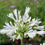 AGAPPLRICE-agapanthus polar ice summer flowering bulb - image5