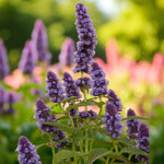 Agastache Blue Fortune Bare Root