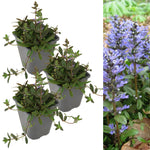 AJUGACHCIP1L-image2(3plants)