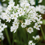 Allium Cowanii White Bulbs image1
