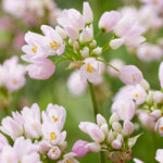 Allium Roseum Pink Bulbs image4