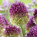 Allium Sphaerocephalon Drumstick Bulbs image1