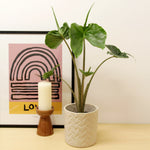 ALOCHSTINGRAY-alocasia macrorrhiza stingray foliage Indoor-image1v2