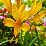 Alstroemeria Glory of the Andes Bare Root