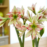 Close-up of Amaryllis ‘Cleopatra’, showing creamy-white petals streaked with red, green throats, and tall stems bearing multiple blooms indoors.