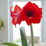 Amaryllis Red Pride showcasing bold, velvety red petals with a green centre, growing on tall stems with glossy leaves indoors.