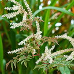 Aruncus Horatio Goats Beard Bare Root