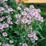 Astrantia Pink Pride Masterwort Bare Root