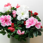 AZALEACARVAL- indoor azalea bush four flowering plants - image1