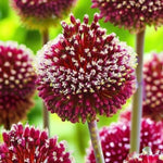 Cluster of white Allium ‘Red Mohican’ flower heads in full bloom, with blurred green foliage in background.