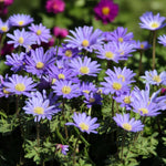 A cluster of Anemone Blue Shades blooming brightly in a garden bed, surrounded by green foliage and pink flowers in the background.