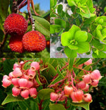 Arbutus unguicularis Rubra