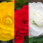 BEGNIADBLMIXTRD-double begonia traditional summer flowering bulb - image1