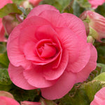 BEGNIADBLPNK - pink double begonia summer flowering bulb - image1