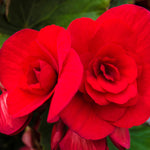 BEGNIADBLRED-red double begonia summer flowering bulb - image1