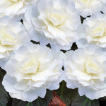 BEGNIADBLRWHT-white double begonia summer flowering bulb - image1