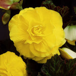 BEGNIADBLRYLW-yellow double begonia summer flowering bulb - image1