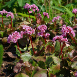Bergenia Herbstblute Bare Root