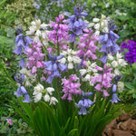 Spanish Bluebell Mixed Bulbs image1