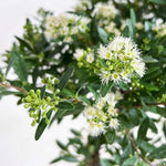 close up of bonsai syzygium indoor plant