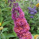 Buddleia 'Flower Power' in a garden bed, with a flower spike displaying a vibrant gradient of orange and pink blooms, surrounded by other buddleias in the background.