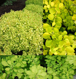 Berberis thunbergii 'Lime Star' image1