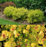 Betula Nana Golden Treasure