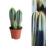 single three stem blue torch cactus in plastic terracotta coloured pot on white background