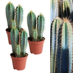 three, three stem blue torch cactus in plastic terracotta coloured pot on white background