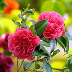 Two vivid deep pink Camellia 'Anticipation' blooms with dense, ruffled petals, surrounded by glossy green leaves, with a softly blurred yellow-green background.