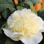 A close-up of a single Camellia 'Brushfield's Yellow' bloom, featuring creamy yellow ruffled inner petals surrounded by a layer of smooth white outer petals, set against deep green foliage.