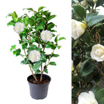 camellia plant on white background