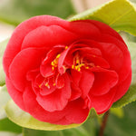 Close-up of a single, open red camellia flower with yellow stamens.