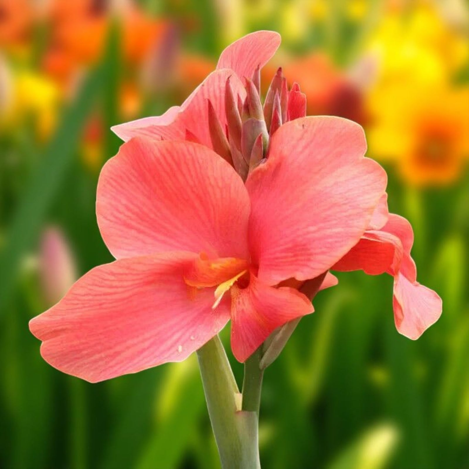 Canna Mrs Oklahoma Bare Root