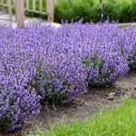 catmint herb border hedge