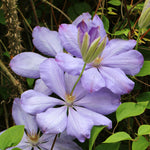 Close-up of light purple Clematis flowers with pale yellow centres and a prominent green bud.