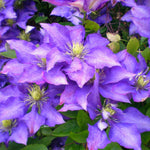 A cluster of vibrant purple Clematis flowers, each with a light yellow centre, against a backdrop of green leaves.