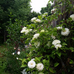 A close-up shot of white, double-petaled Clematis flowers climbing on a wooden fence, with green foliage and other garden plants visible in the background.