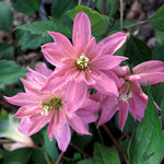 Close-up of pink Clematis flowers with light centres.