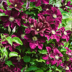 Cluster of dark burgundy Clematis flowers with white centres.