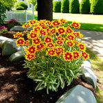 Coreopsis Solar Jewel Bare Root