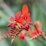 CROCSLUCFR-lucifer montbretia crocosmia summer bulbs - image1