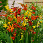 CROCSMIAMIX-mixed montbretia crocosmia summer bulbs - image2