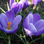 Crocus Grand Maitre Bulbs image1